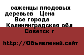 саженцы плодовых деревьев › Цена ­ 6 080 - Все города  »    . Калининградская обл.,Советск г.